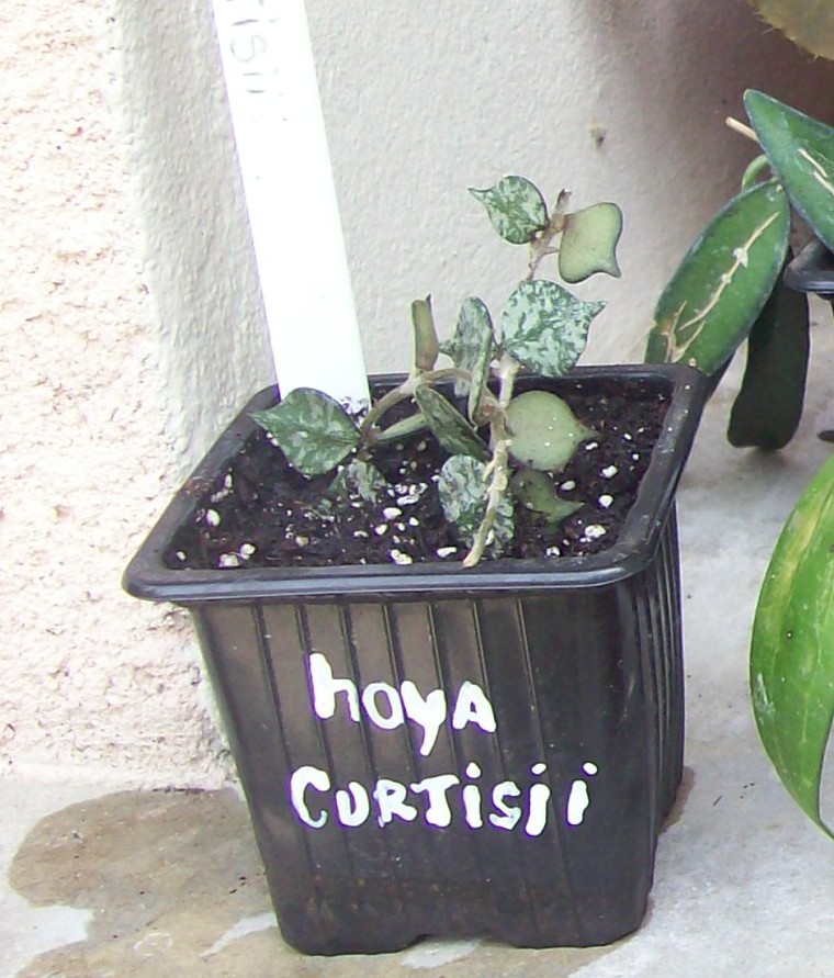 Nouveaux pensionnaires [Hoya : Multiflora, Curtisii Acuta et Picta] - Page 3 Copie_10