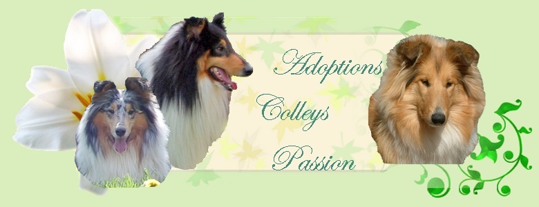 Adoptions Colleys Passion