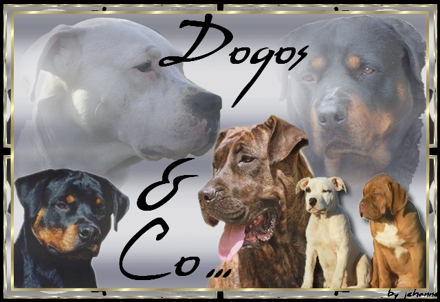 Dogos & CO...