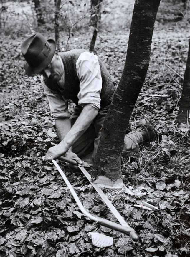 TRONCONNEUSES et travail en forêt....en photos d'époque 11510