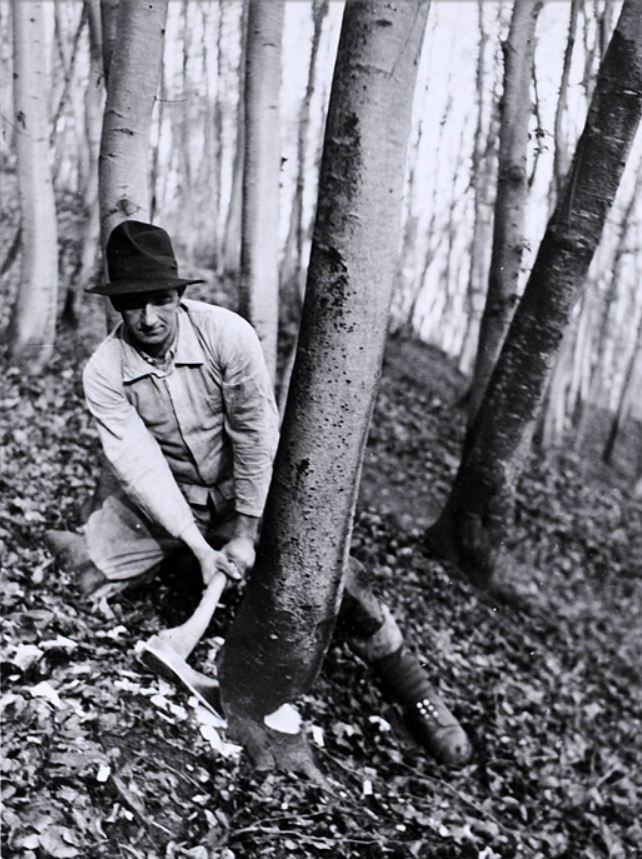 Tronçonneuses et travail au bois ....en photos d'époque 11610