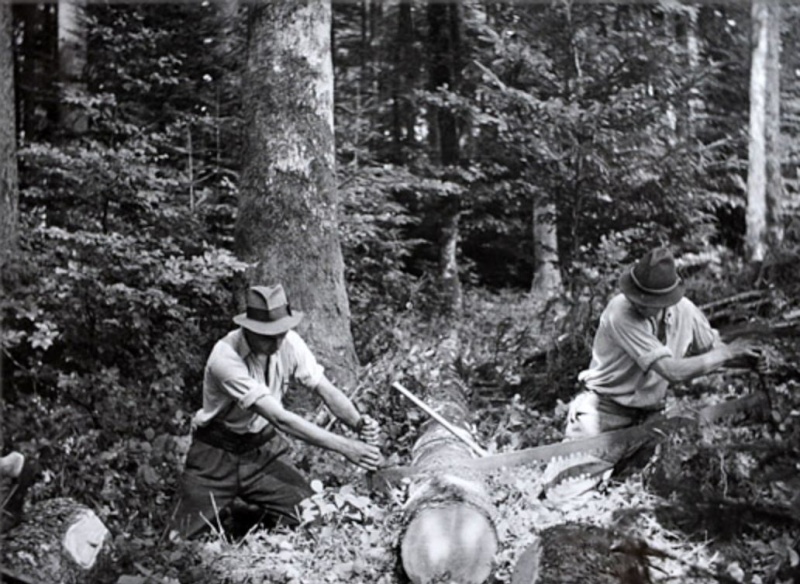 Tronçonneuses et travail au bois ....en photos d'époque 14210