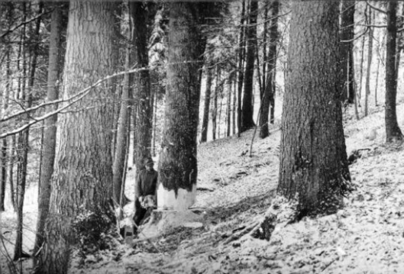 TRONCONNEUSES et travail en forêt....en photos d'époque 15810