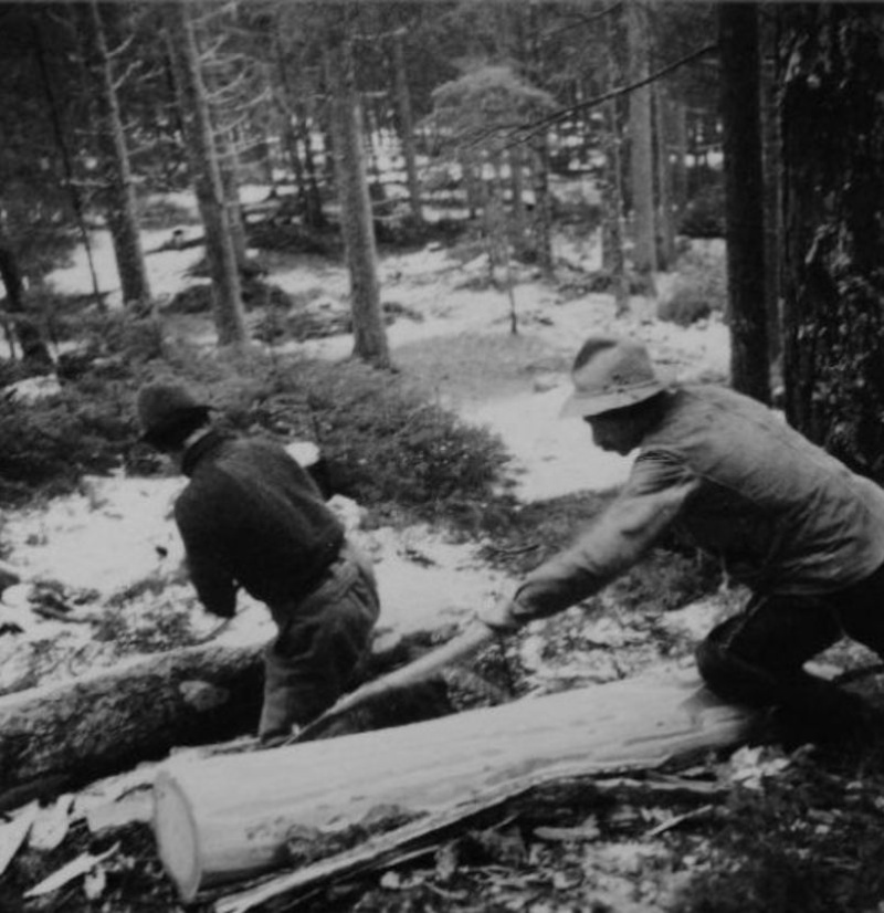 Tronçonneuses et travail au bois ....en photos d'époque 17710