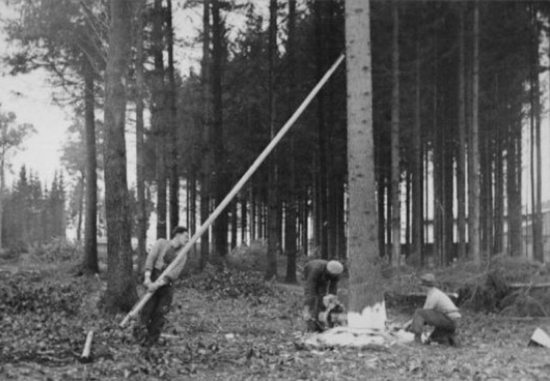 Tronçonneuses et travail au bois ....en photos d'époque 18810