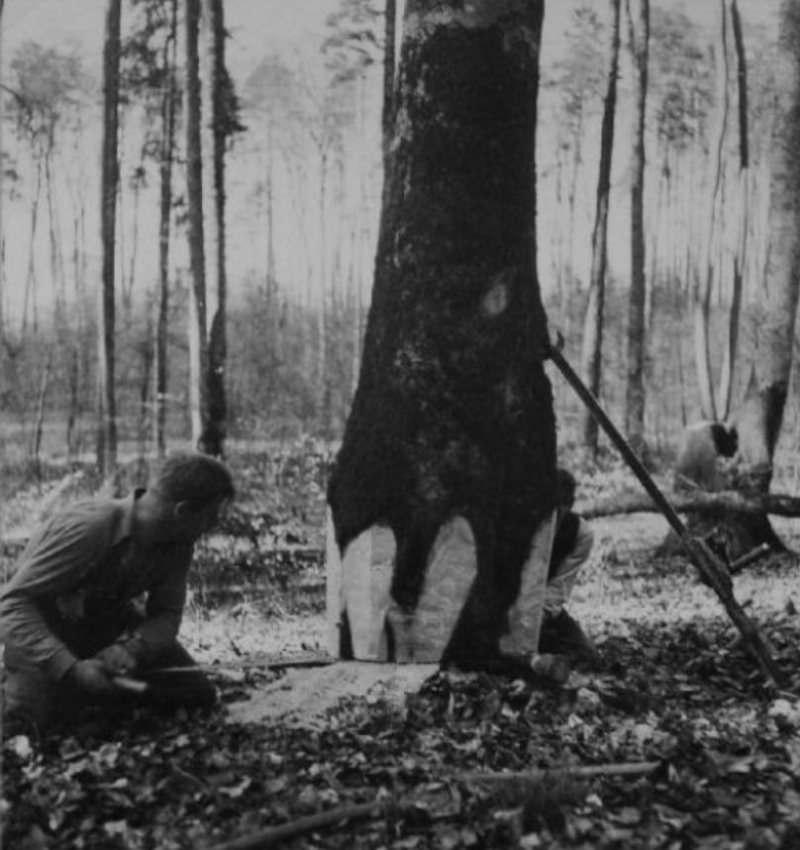 Tronçonneuses et travail au bois ....en photos d'époque 19110