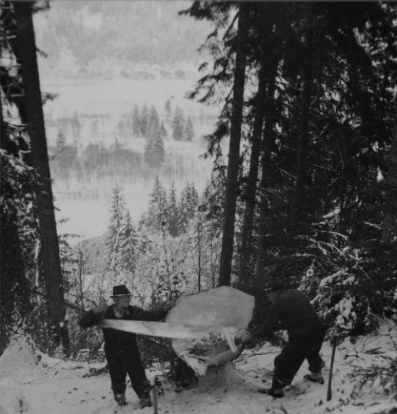Tronçonneuses et travail au bois ....en photos d'époque 19610