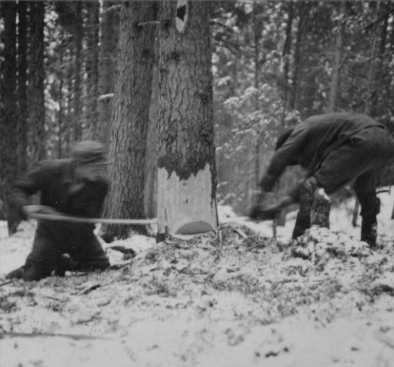 Tronçonneuses et travail au bois ....en photos d'époque 19710