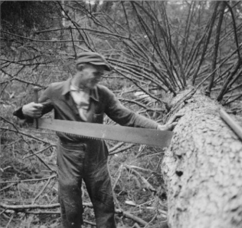 Tronçonneuses et travail au bois ....en photos d'époque 19810