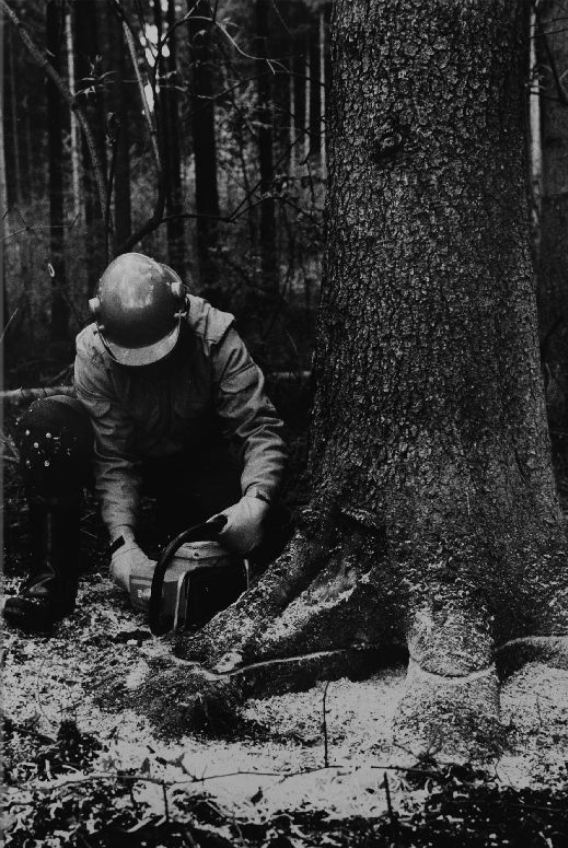 Tronçonneuses et travail au bois ....en photos d'époque 21610