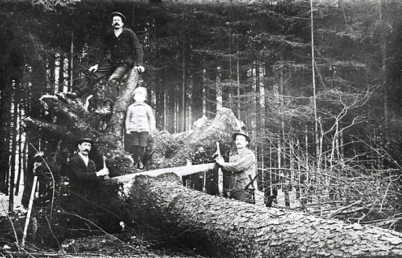 Tronçonneuses et travail au bois ....en photos d'époque 27810