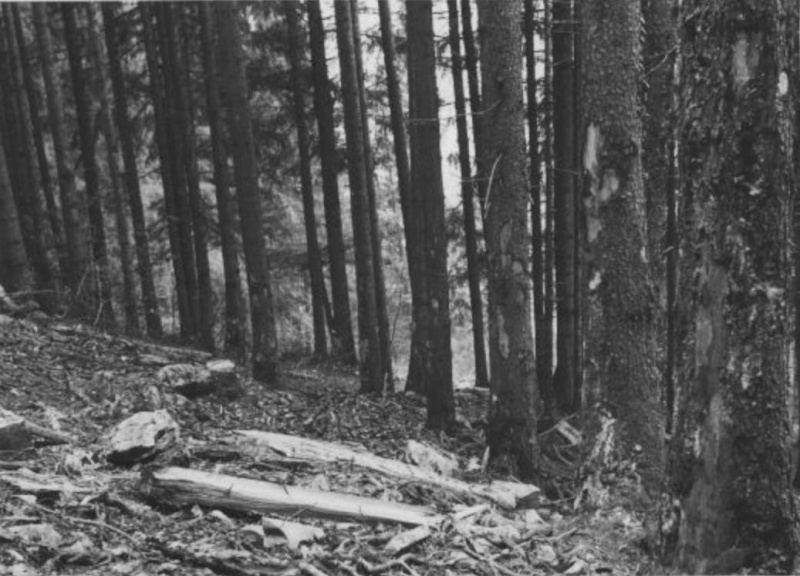 TRONCONNEUSES et travail en forêt....en photos d'époque - Page 3 40810