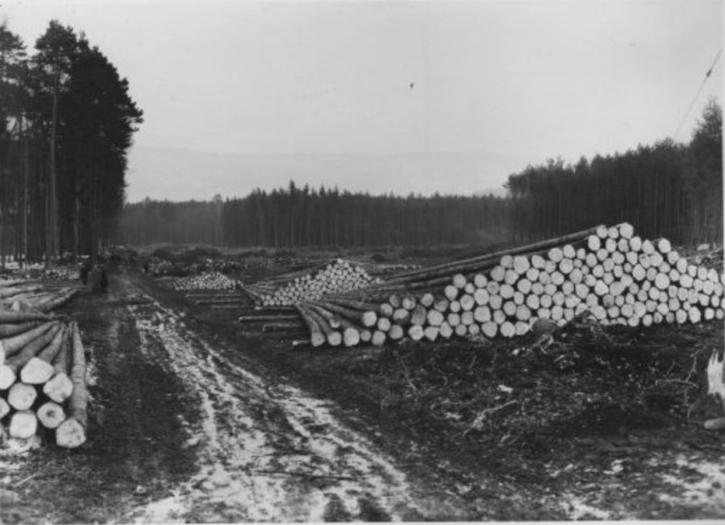 Tronçonneuses et travail au bois ....en photos d'époque - Page 2 41310