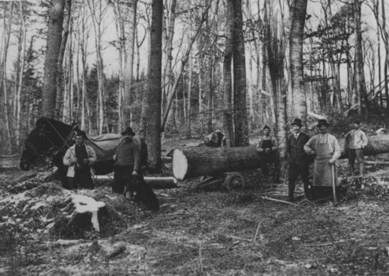 Tronçonneuses et travail au bois ....en photos d'époque - Page 2 42310