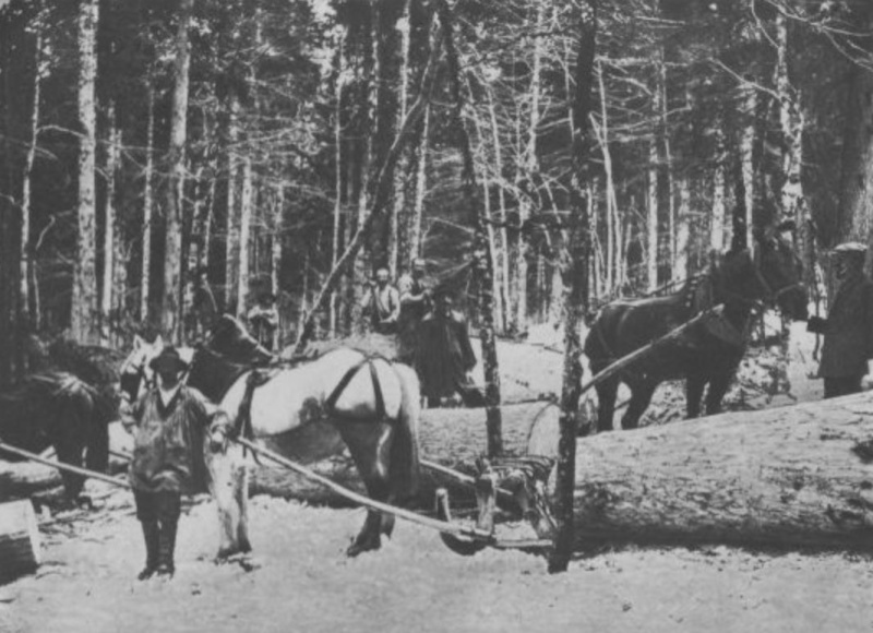 Tronçonneuses et travail au bois ....en photos d'époque - Page 3 48310