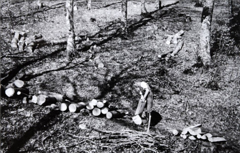 TRONCONNEUSES et travail en forêt....en photos d'époque 6410