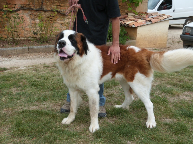 [résolu]HELLBOY saint Bernard mâle  1 an et demi poils longs - SPA de Poitiers (86) 158_r_11