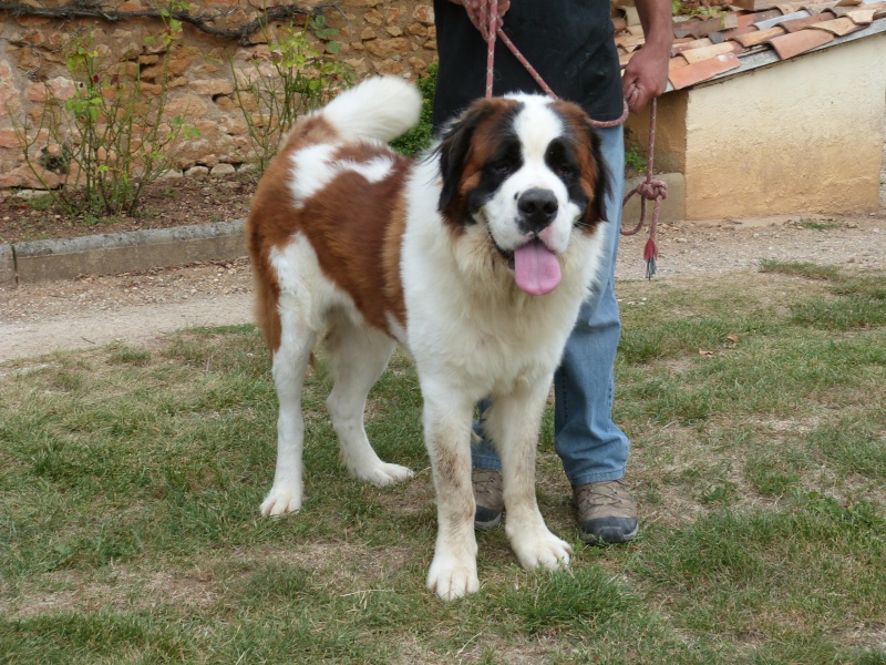 [résolu]HELLBOY saint Bernard mâle  1 an et demi poils longs - SPA de Poitiers (86) 158_r_16