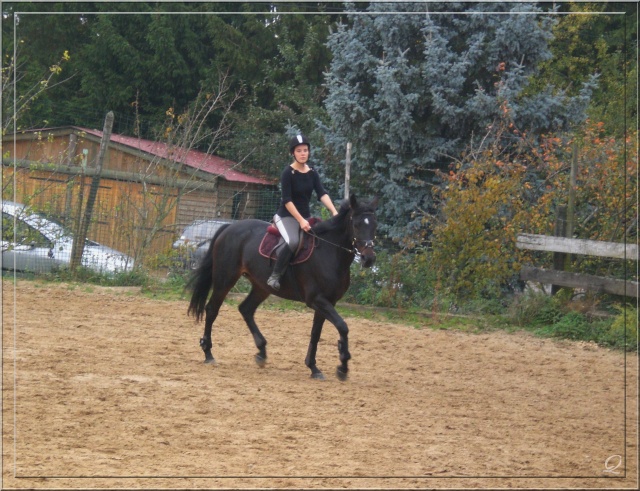 Concours photos: COULEURS D'AUTOMNE Finale chevaux Cimg3410