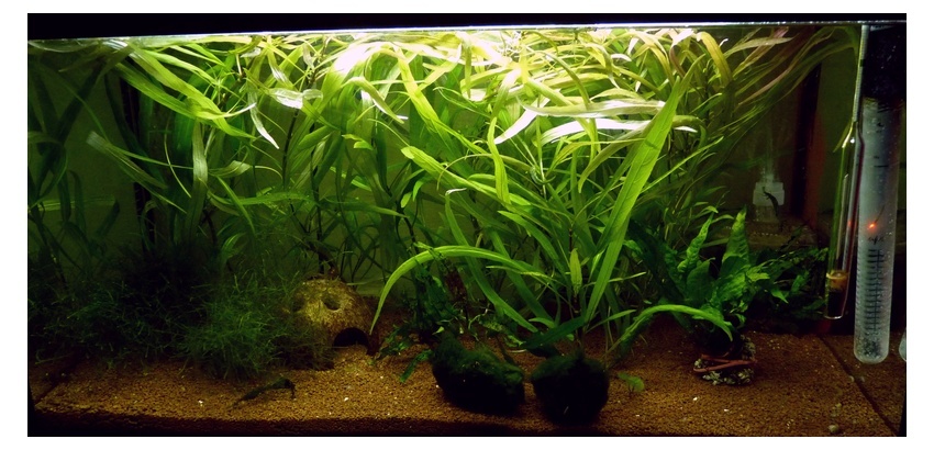 Apisto viejita 54l28010