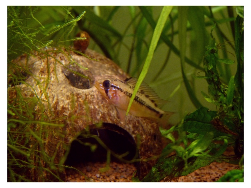 Apisto viejita Femell10