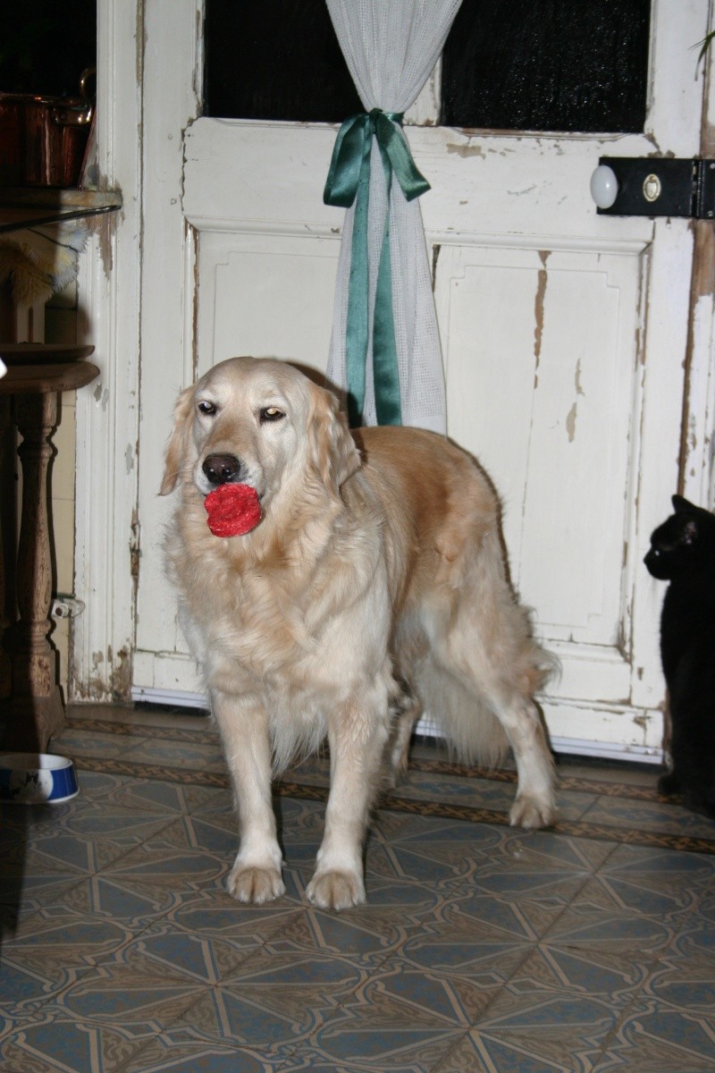 Berlioz  --- Golden Retriever Img_8511