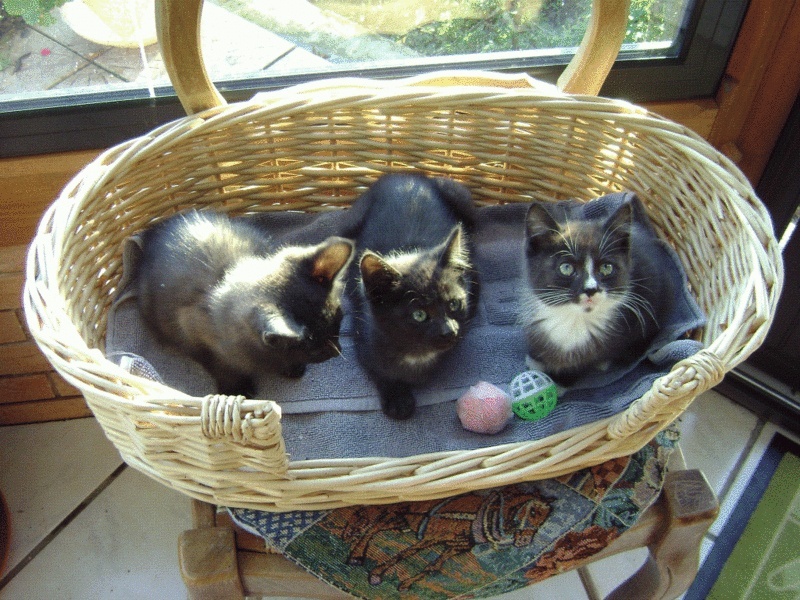 3 chatons nés le 15 aout à adopter dans l'eure Dsc03121