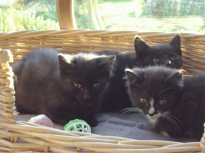 3 chatons nés le 15 aout à adopter dans l'eure Dsc03122
