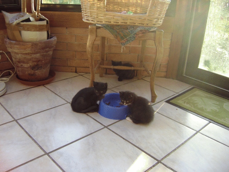 3 chatons nés le 15 aout à adopter dans l'eure Dsc03124