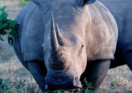 [Fake] Xinu, farouche guerrière Rhinoc10
