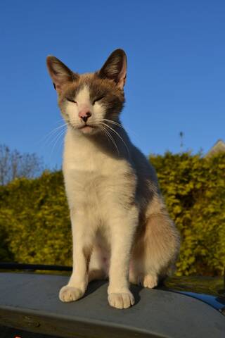 Chaton Mordeur Et Syndrome Du Chat Tigre Chaton Mordeur Et Syndrome Du Chat Tigre