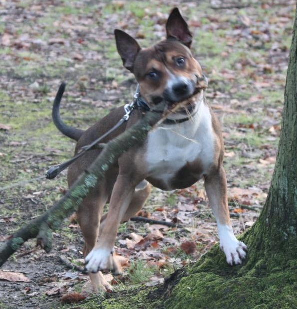 FALCO 3 ANS  X BULL TERRIER Falco10