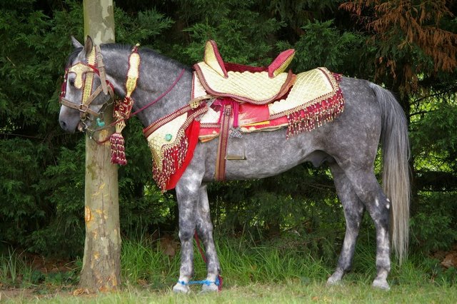 "Iyyiss" ou cheval, orgueil du Marocain Cheval12