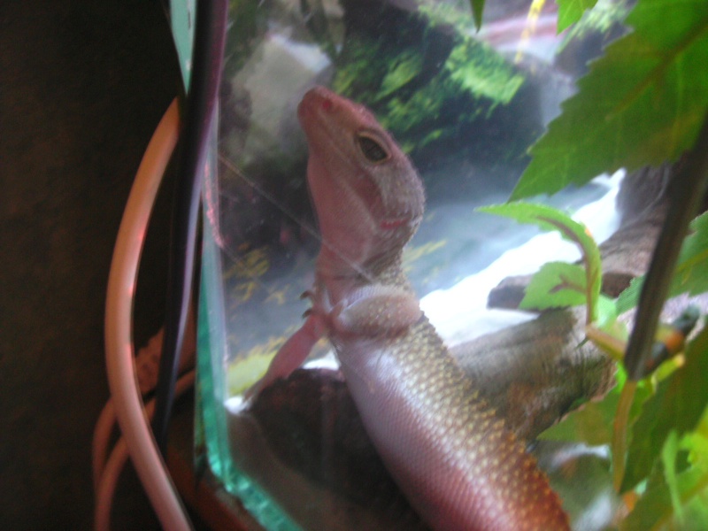 mes geckos léopard (Eublepharis macularius) Em_fem11