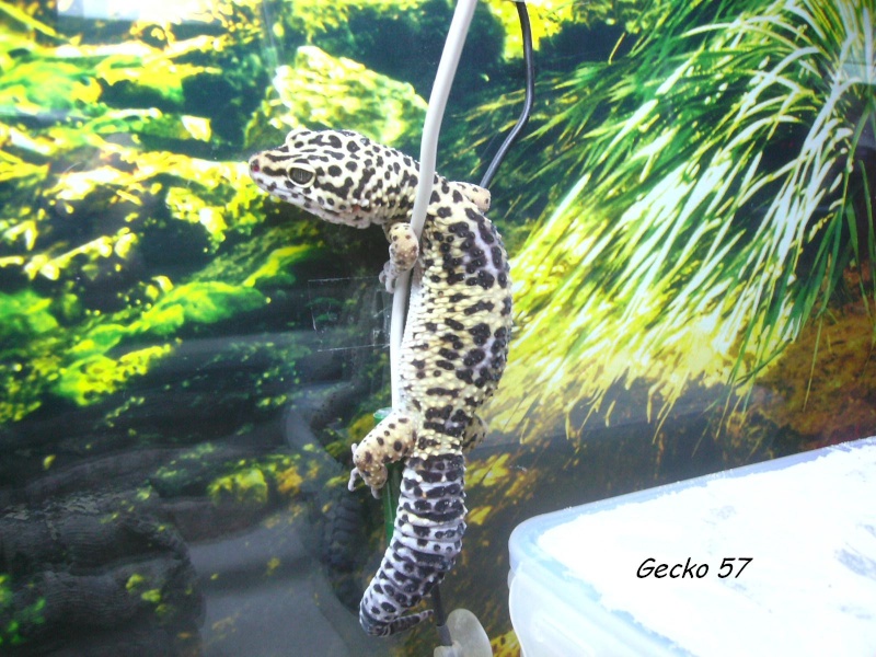 mes geckos léopard (Eublepharis macularius) Photo_10