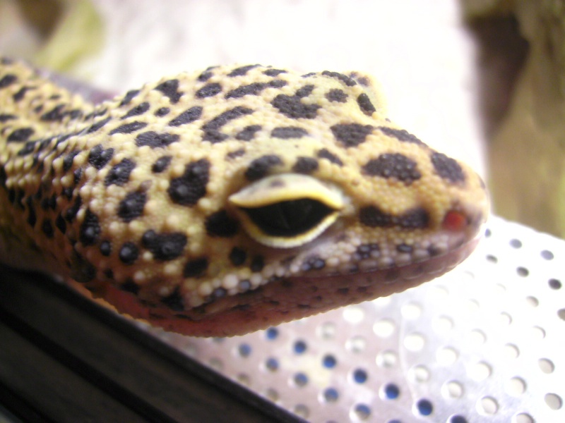 mes geckos léopard (Eublepharis macularius) Reptil12
