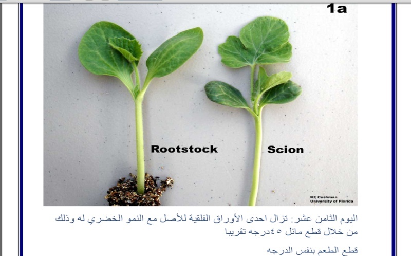 كيفية اجراء التطعيم في محاصيل الخضر Pictur15