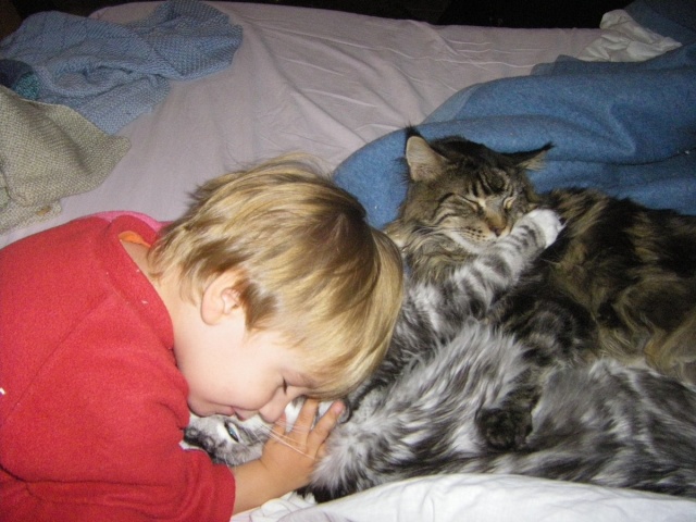 Aaron, Duann, Dark Angel et Mimi [les maine coon] - Page 3 Calin10