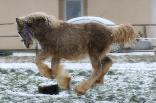 BACCARA, CHUCK LUCK, UP MI et BELISE decouvrent la NEIGE !!! Img_8710