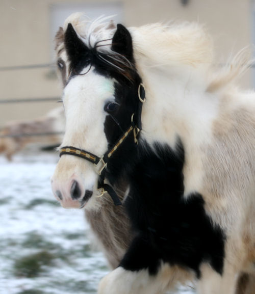 BACCARA, CHUCK LUCK, UP MI et BELISE decouvrent la NEIGE !!! Img_8910