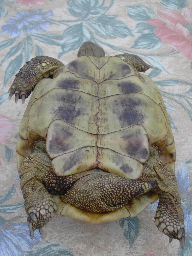 Identification tortue. Tortue17