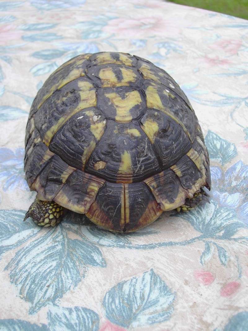 Identification tortue. Tortue19
