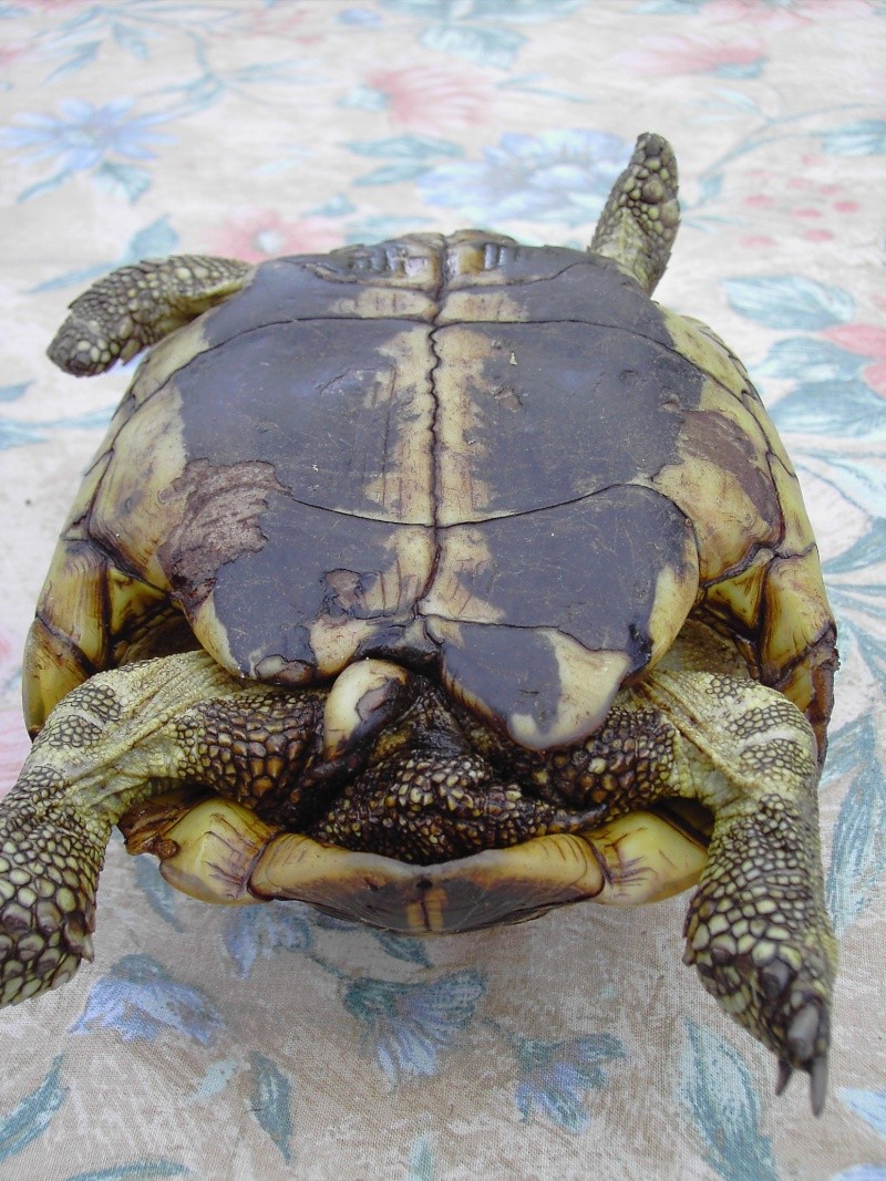 Identification tortue. Tortue20