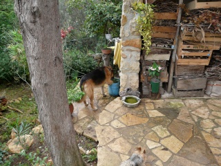 DOUDOU,  adopter de toute urgence !!! P1000410