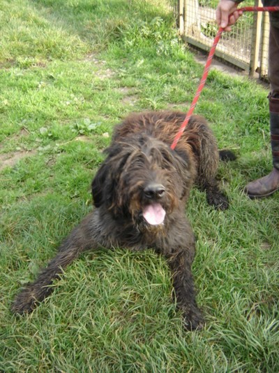 Curly -7ans- F x Briard/Bouvier - vous attend (76) Curly110