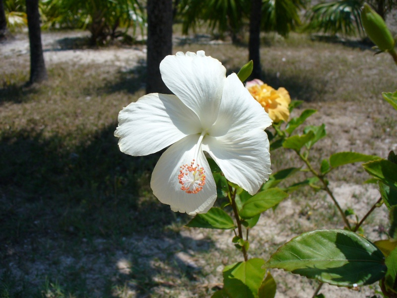 Quelques photos de Cayo Largo - Cuba Hibisc10