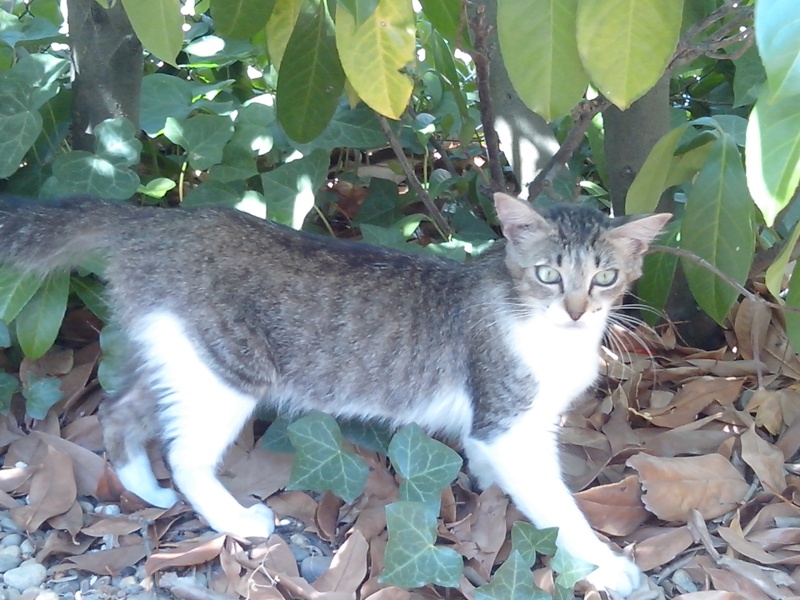 Trouvée Chatte tigtrée et blanche  à Toulouse quartier Purpan Sandri10