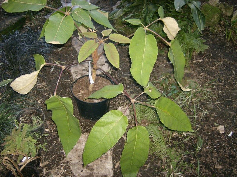 Schefflera macrophylla Photo_26