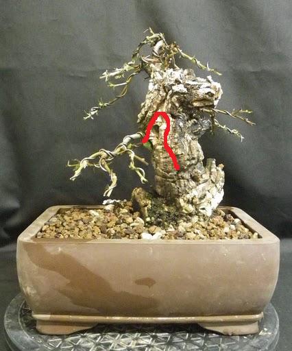 HAJIME-BONSAI; Disfrutando del Bonsai - Página 2 Mio310