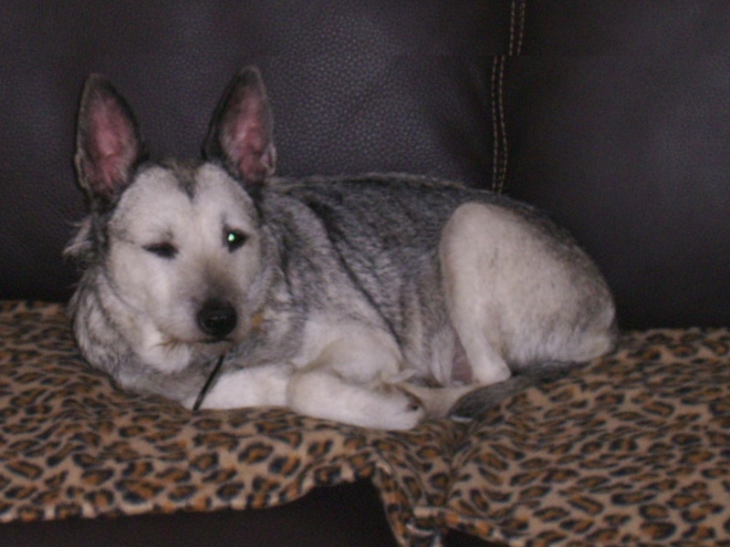 Dahlia, croisée Cairn Terrier, environ 4 ans, stérilisée Dahlia13